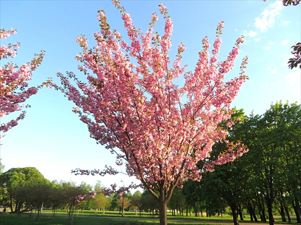 293-Парк Сакуры